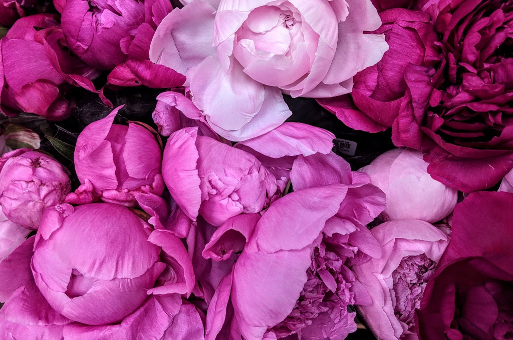 peonies
